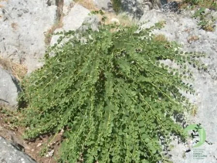 Apartamento Montesaraceno Mattinata